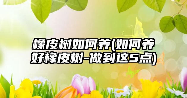 橡皮樹如何養(yǎng)(如何養(yǎng)好橡皮樹-做到這5點(diǎn))