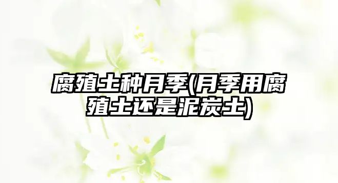 腐殖土種月季(月季用腐殖土還是泥炭土)